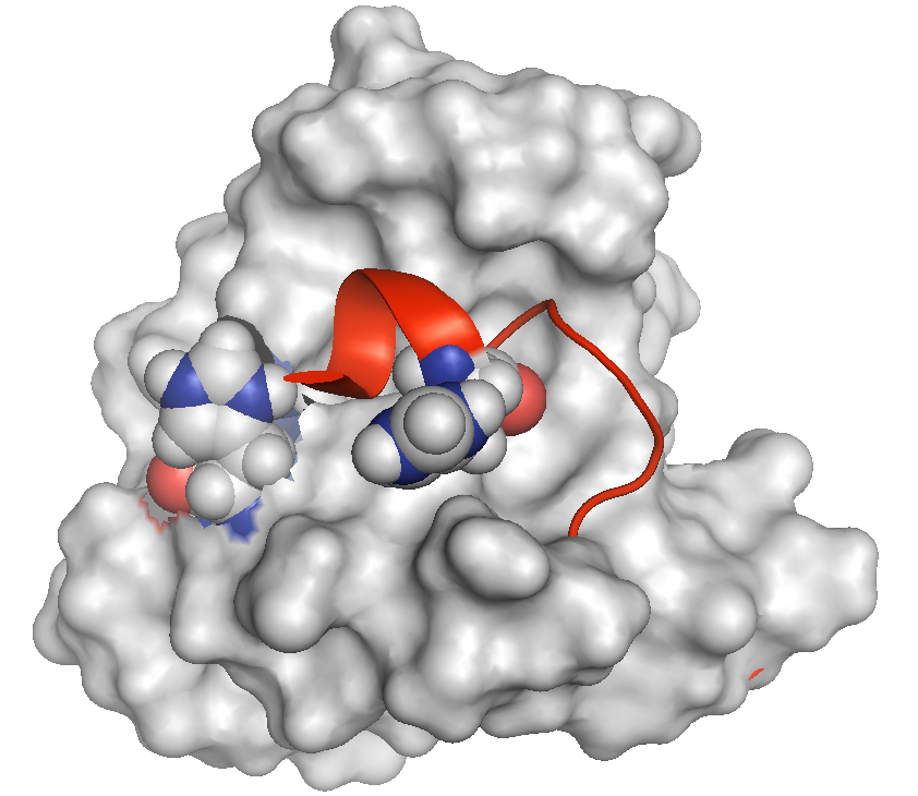 calbindin I-II domain